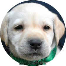 英国ラブラドールの子犬